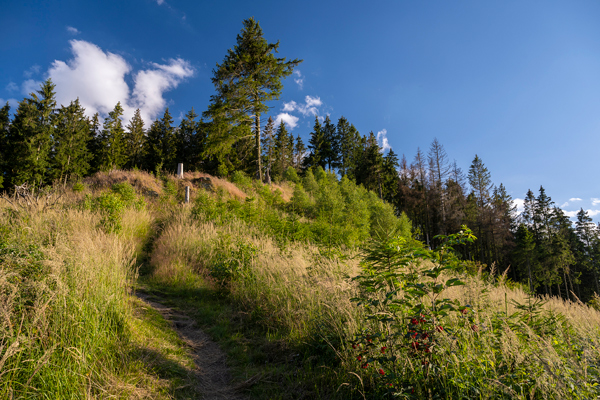 Ginsterkopf Copyright Klaus Peter KappestWeb