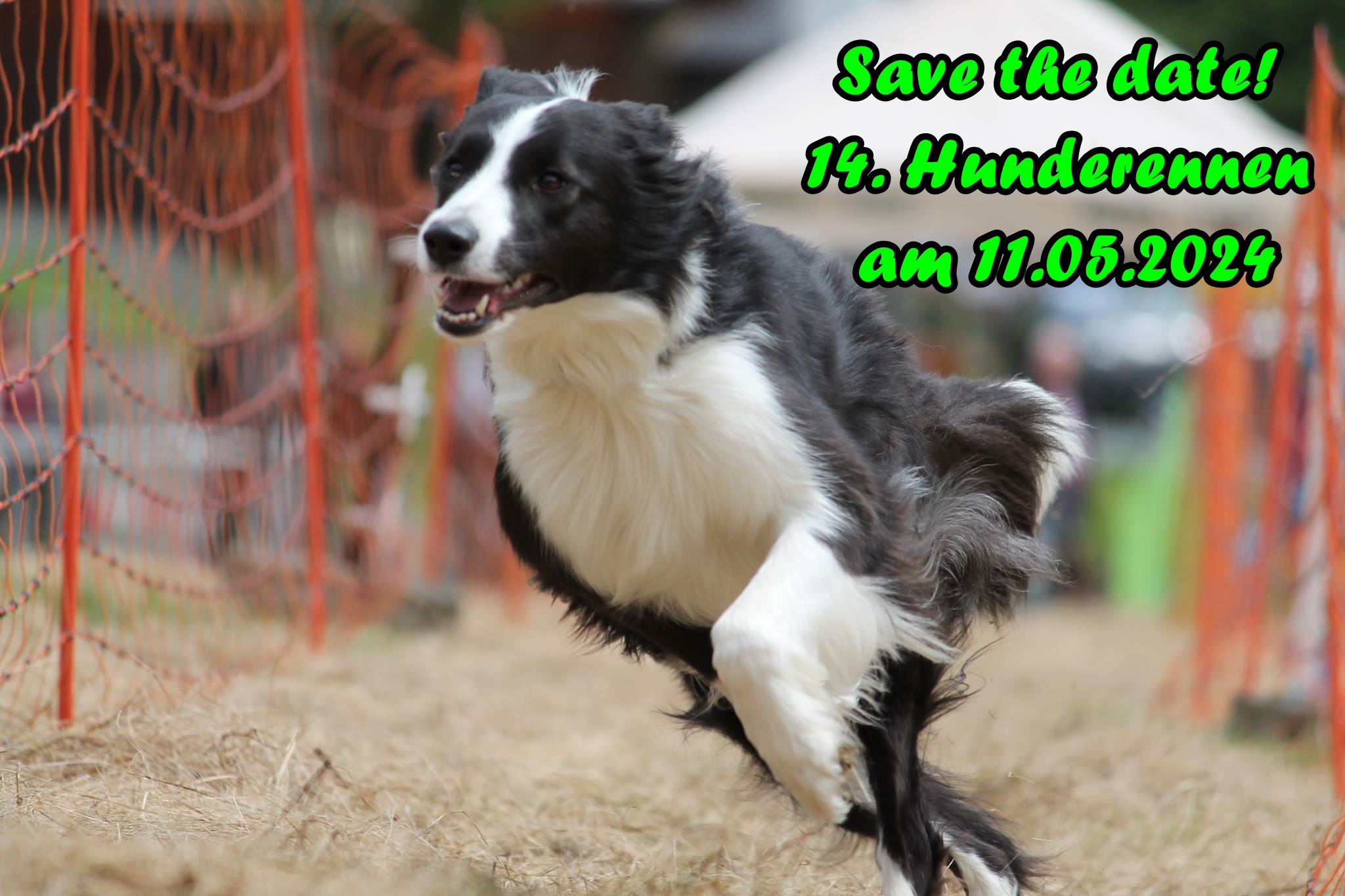 Hunderennen 2024