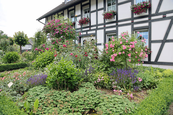 Rosendorf Ash2
