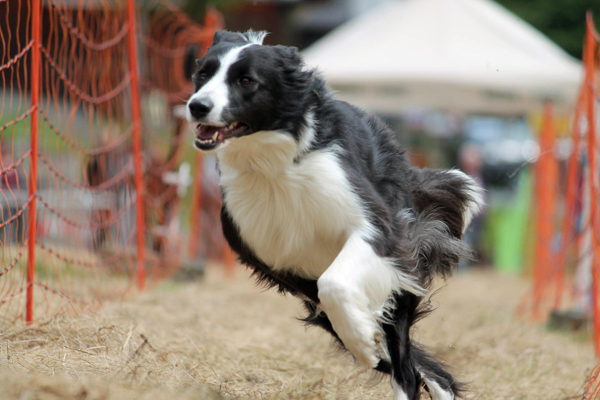 Hunderennen2