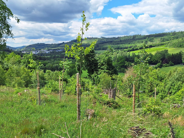 Buergerwald24