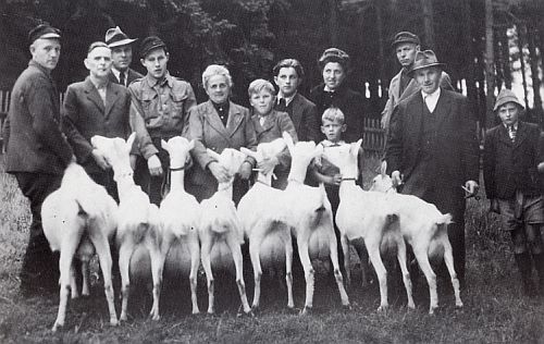 Ziegengruppe
