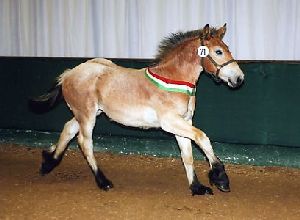 Fohlen