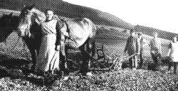 Heuernte